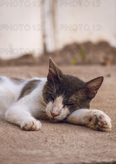 A beautiful kitten lying on the floor