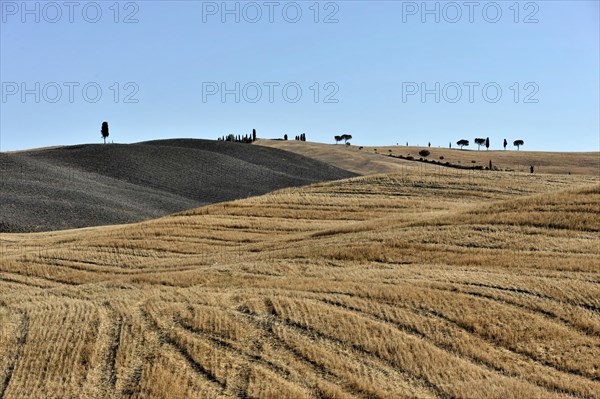 Harvested wheat field