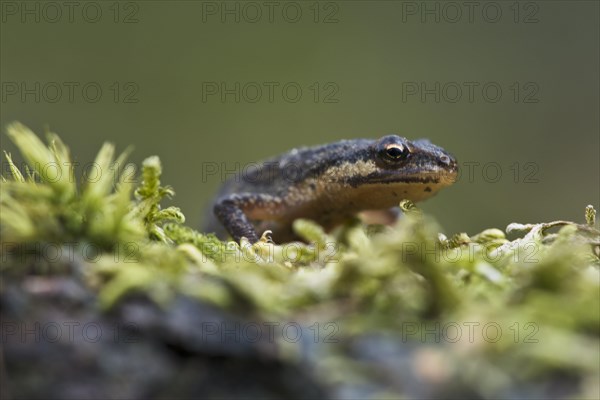 Common newt