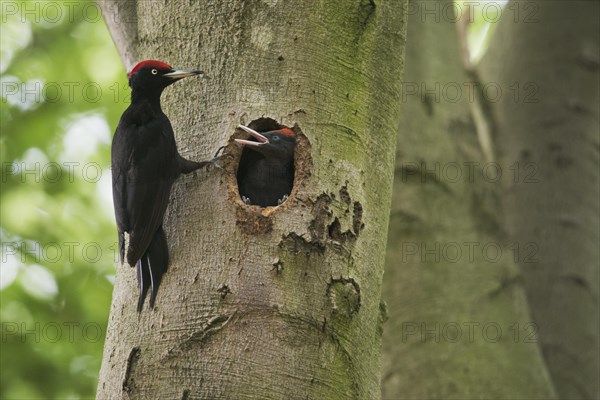 Black woodpecker