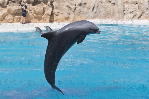 Bottlenose dolphin