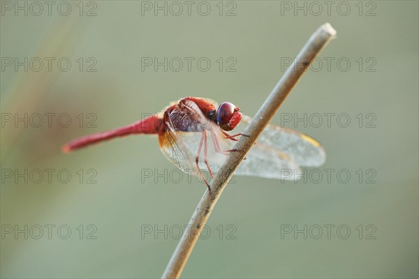 Red-veined darter