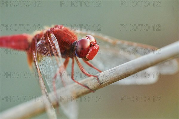 Red-veined darter