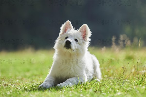 White Swiss Shepherd Dog