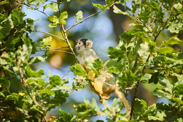 Common squirrel monkey