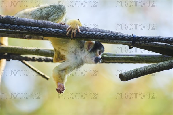 Common squirrel monkey