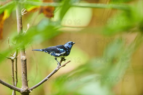 Turquoise tanager