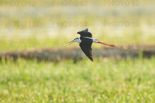 Black-winged stilt