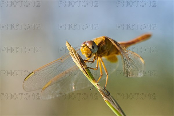 Red-veined darter