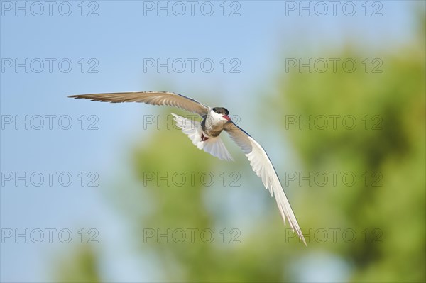 Whiskered tern