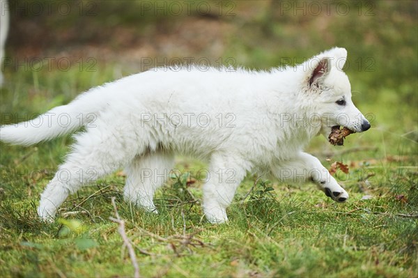 White Swiss Shepherd Dog