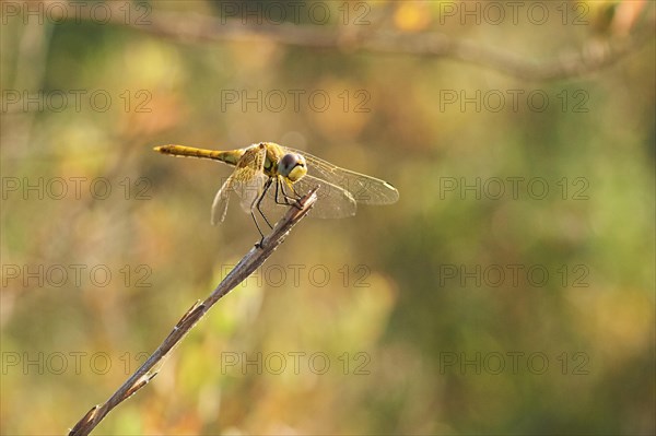 Red-veined darter