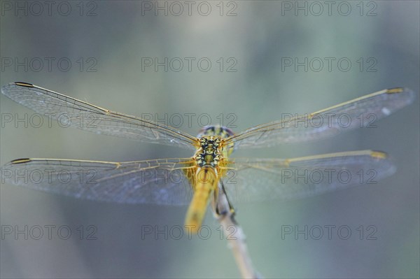 Red-veined darter