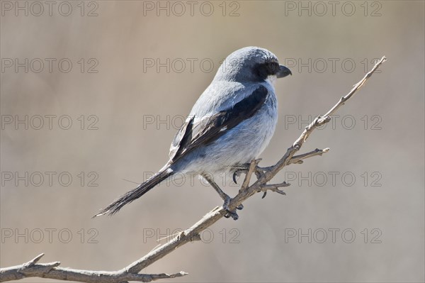 Southern grey shrike