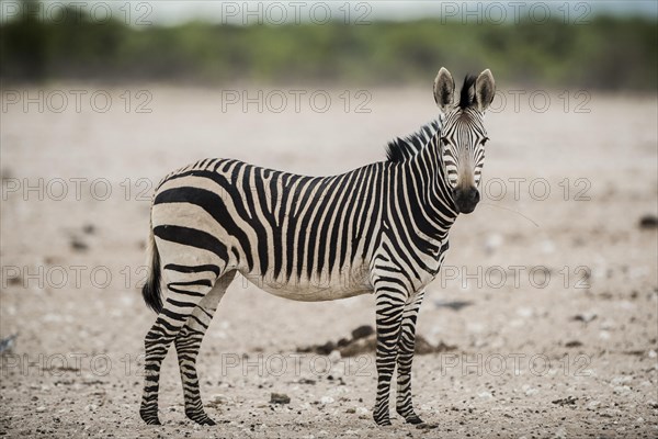 Hartmann's mountain zebra