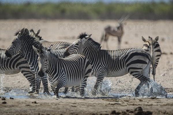 Hartmann's mountain zebra