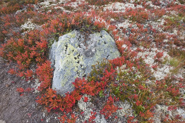 Bog bilberry