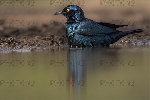 Cape starling