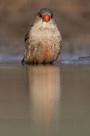 Common waxbill