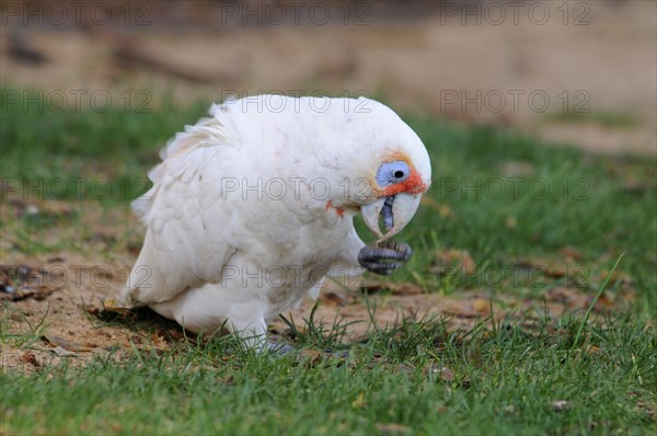 Long-billed corella