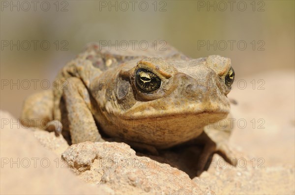 Cane toad