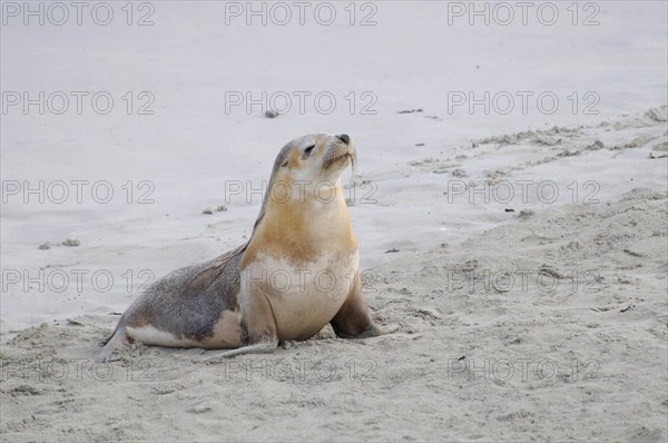 Australian sea lion