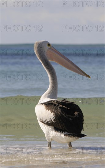 Australian pelican