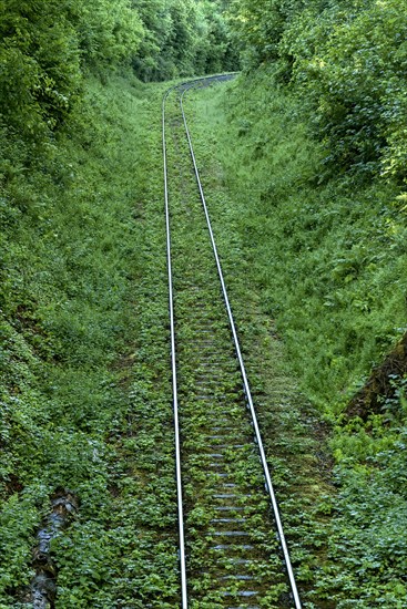 Single-track overgrown railway line