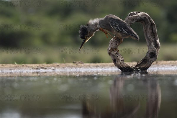 Striated heron