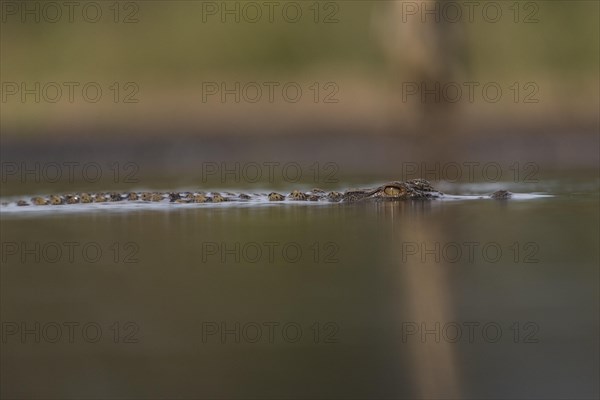 Nile crocodile