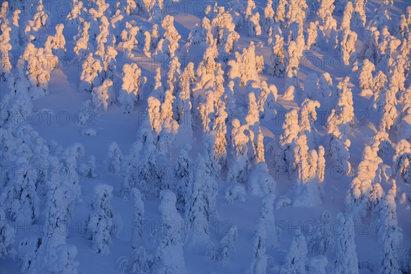 Snow covered trees at sunrise