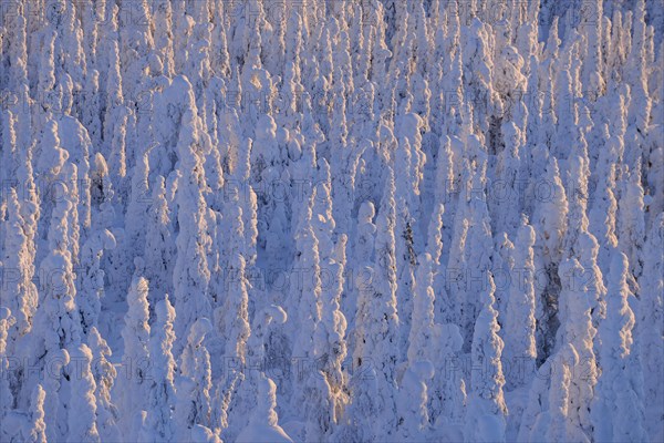 Snow covered trees at sunrise