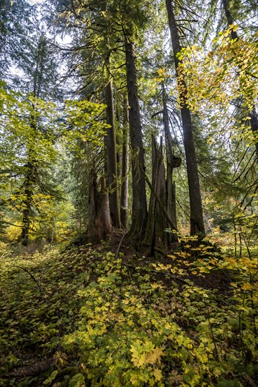 Autumn forest with western red cedar