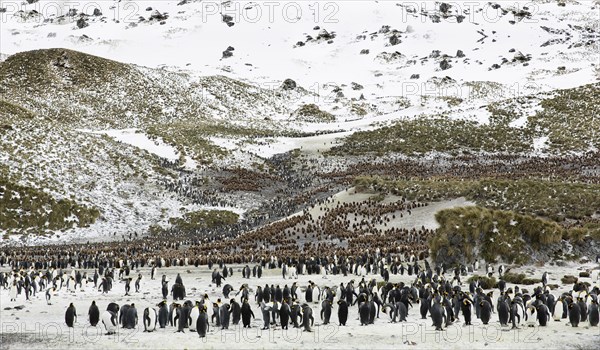 A colony of penguins in Antarctica