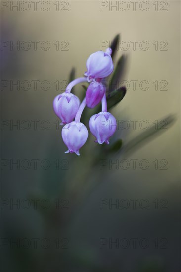 Bog rosemary