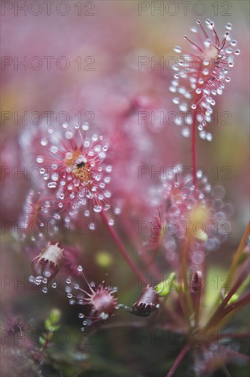 Oblong-leaved sundew