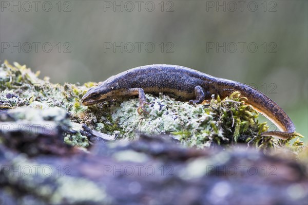 Common newt