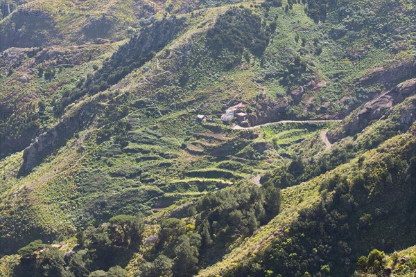 Terraced fields in the Anaga Mountains