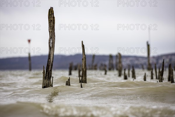 Old wooden groynes at low water and storm on Lake Constance