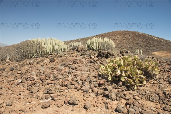 Canary island spurge