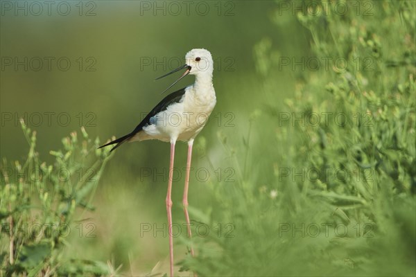 Black-winged stilt