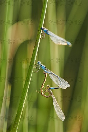 Azure damselfly