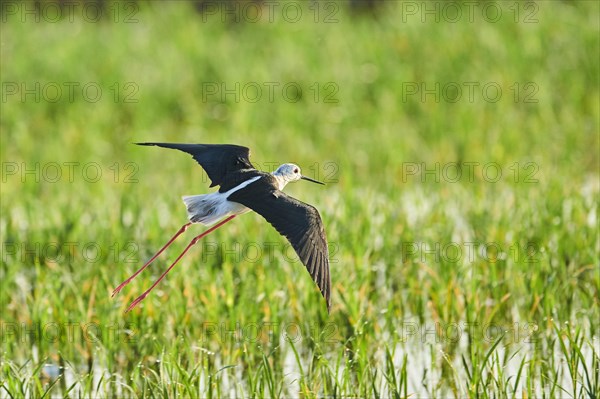 Black-winged stilt