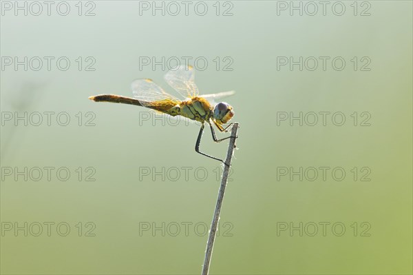 Red-veined darter