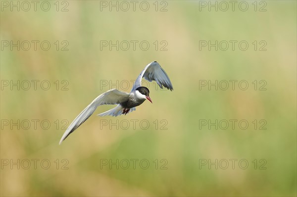 Whiskered tern