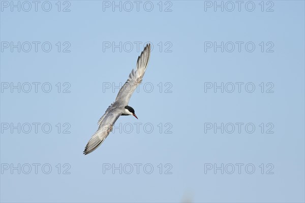 Whiskered tern