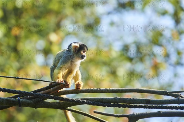 Common squirrel monkey