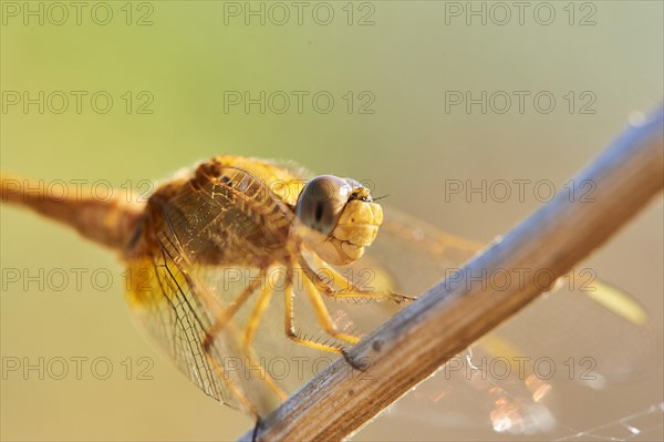 Red-veined darter