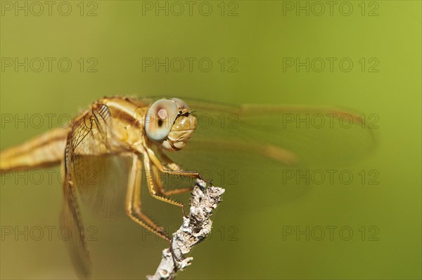 Red-veined darter