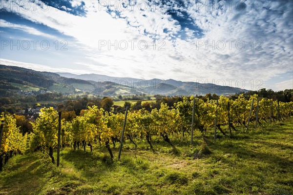 Vineyard in autumn